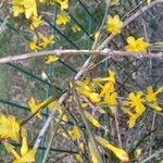 Jasminum nudiflorum Habit