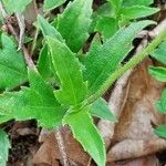 Tridax procumbens पत्ता