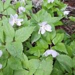 Anemonoides trifolia 花