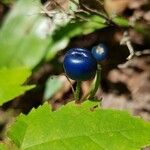 Clintonia borealis Fruit