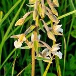 Epipactis palustris Flor