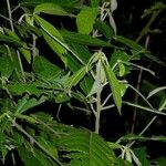 Acalypha apodanthes Otro