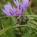 Cyanus triumfettii Flower