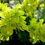 Draba aizoides Flower