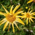 Arnica montana Cvet