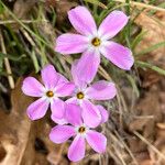 Phlox longifoliaFlower