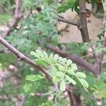 Dalbergia melanoxylon Лист
