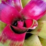 Neoregelia carolinae Flors