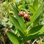 Maianthemum stellatumПлід