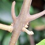 Clerodendrum welwitschii Bark