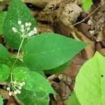 Asclepias quadrifolia Leht