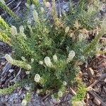 Reseda alba Habitat