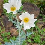 Argemone albiflora Floare