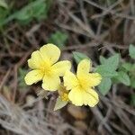 Helianthemum salicifolium Fula