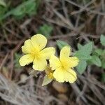 Helianthemum salicifolium 花