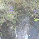 Pinguicula grandiflora Агульны выгляд