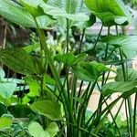 Echinodorus grandiflorus Folha