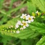 Heliotropium angiospermum Flower