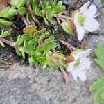 Arenaria biflora Liść