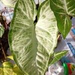 Syngonium podophyllum Blad