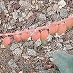 Gasteria pillansii Meyve