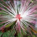 Calliandra brevipes Цветок