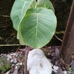 Ficus nymphaeifolia Лист