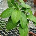Mansoa alliacea Leaf