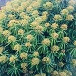 Euphorbia hyberna অভ্যাস