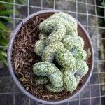 Trichocereus pachanoi "cristata"ഇല