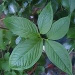 Arisaema dracontium পাতা