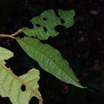 Iryanthera hostmannii 葉