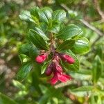 Escallonia rubra Blodyn