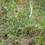 Spiranthes spiralis ശീലം