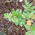 Rhodomyrtus tomentosa Hostoa