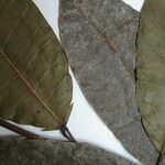 Protium robustum Drugo