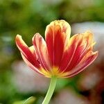 Tulipa grengiolensis Flower