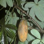 Jacaratia spinosa Fruit