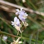 Astragalus austriacus Flower