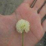 Leucaena leucocephala 花