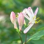 Lonicera sempervirens Flower