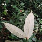 Parinari excelsa Folha