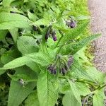 Symphytum officinaleЦветок