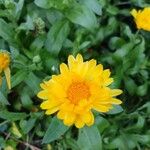 Calendula officinalis Flor