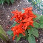 Salvia splendens Kwiat