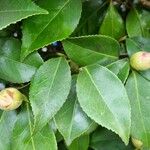 Camellia sasanqua Листок