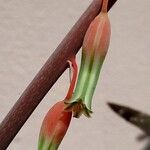 Gasteria disticha Flower