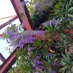 Petrea volubilis Flower