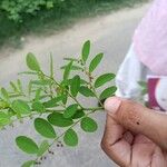 Phyllanthus reticulatus 花