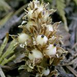 Pleuricospora fimbriolata Кветка